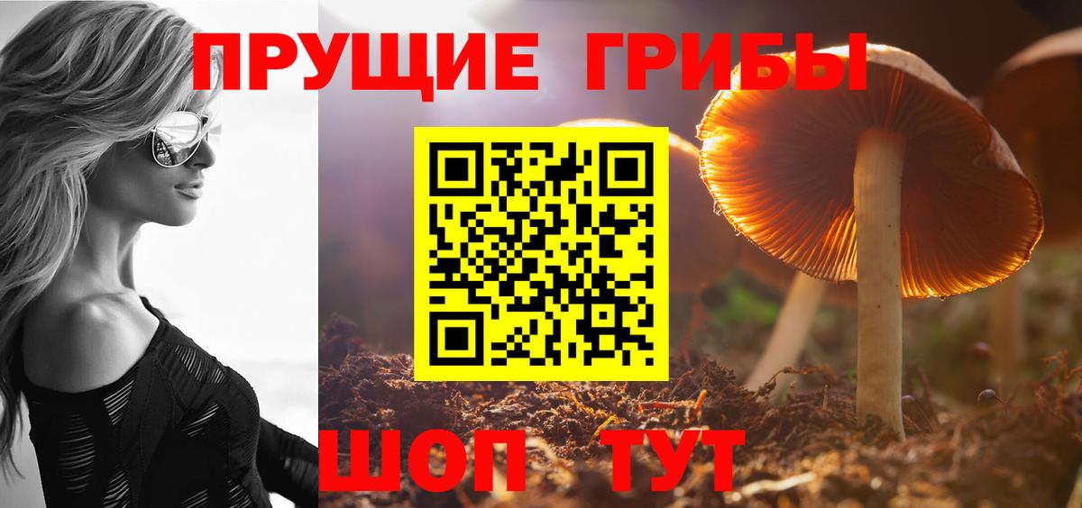 Псилоцибиновые грибы Psilocybe  Вход с VPN  Свободный 